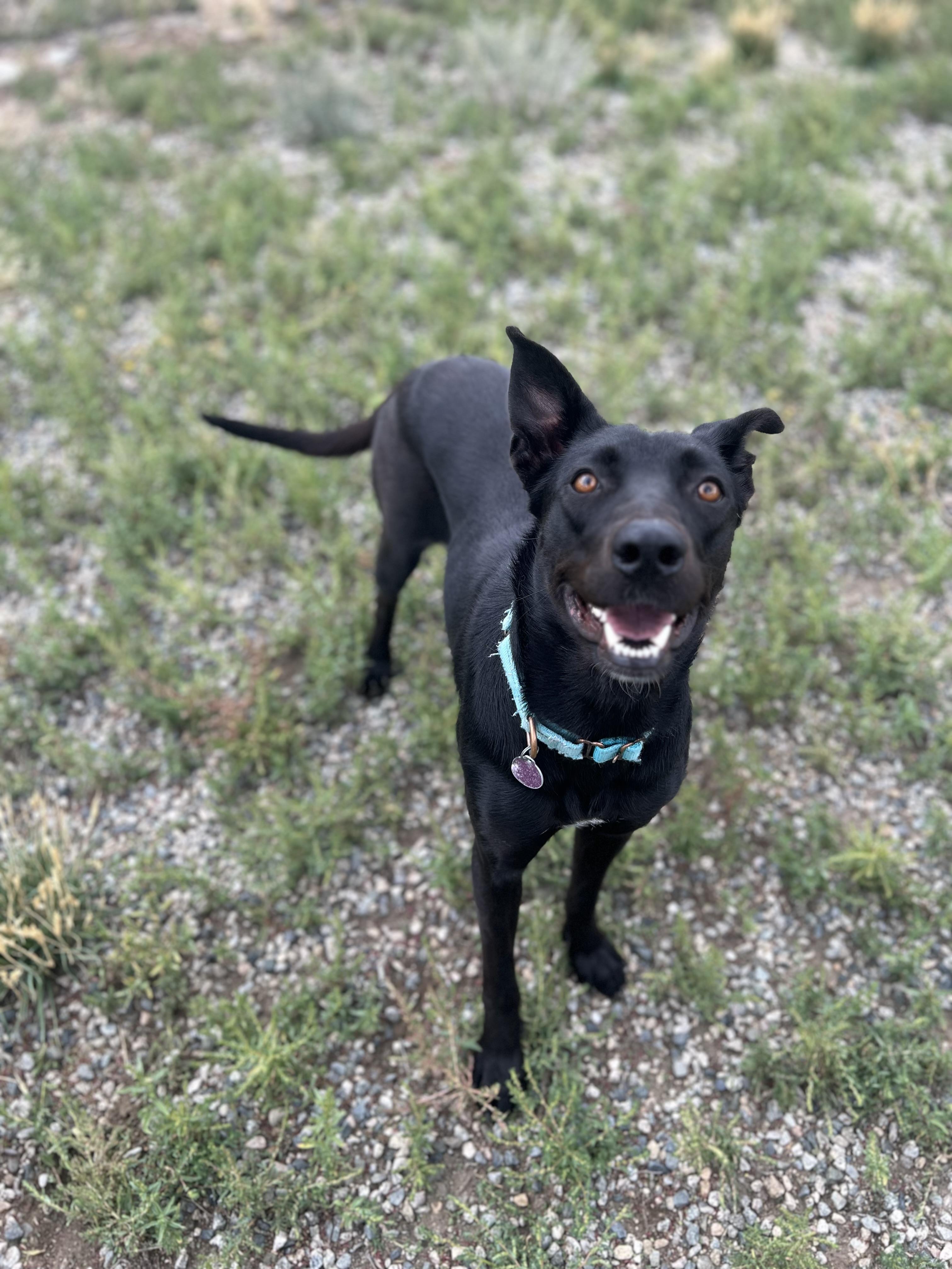 Freya, a Adoptable mixed breed in Buena Vista, CO image 1/3