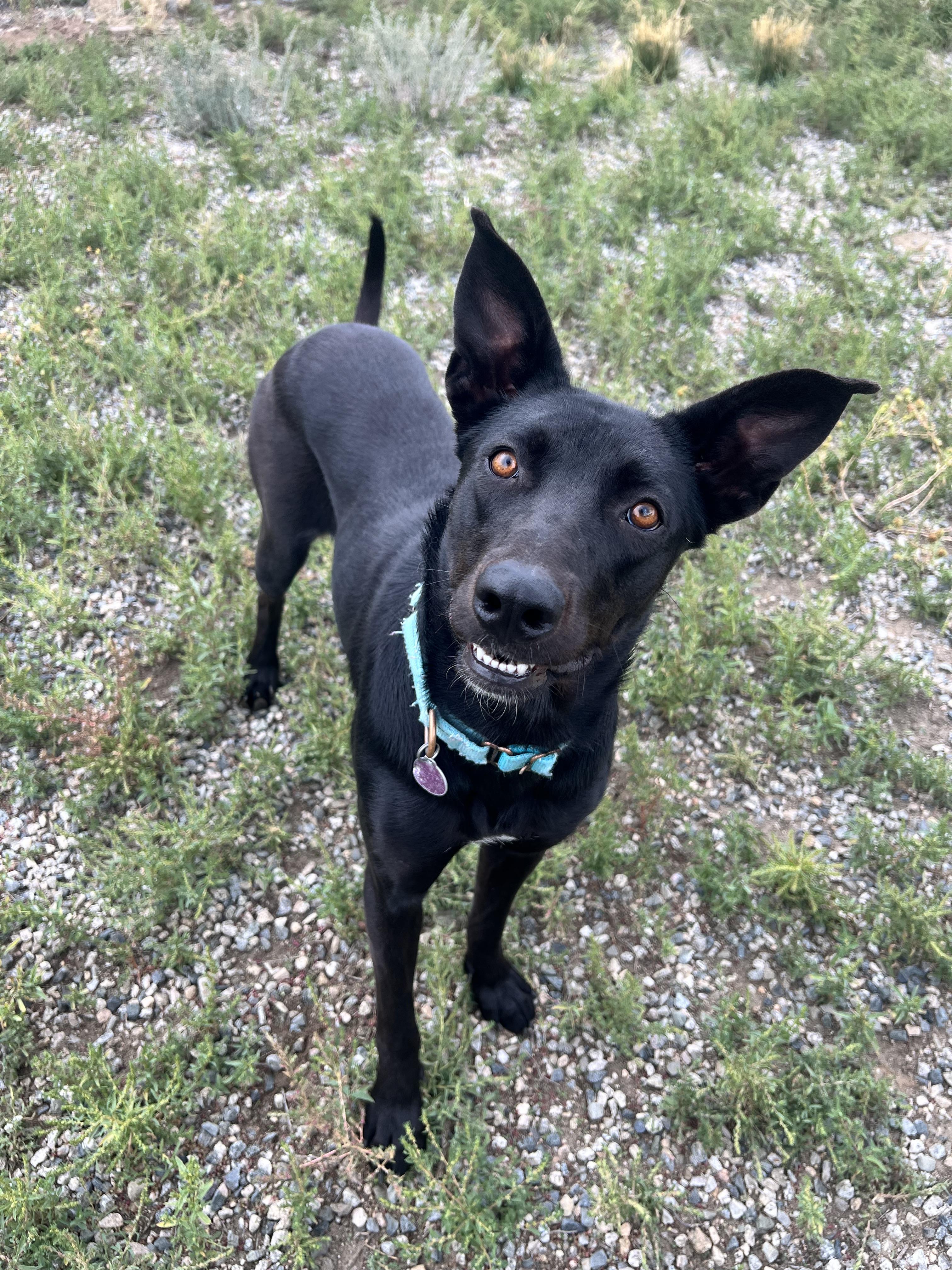 Freya, a Adoptable mixed breed in Buena Vista, CO image 2/3