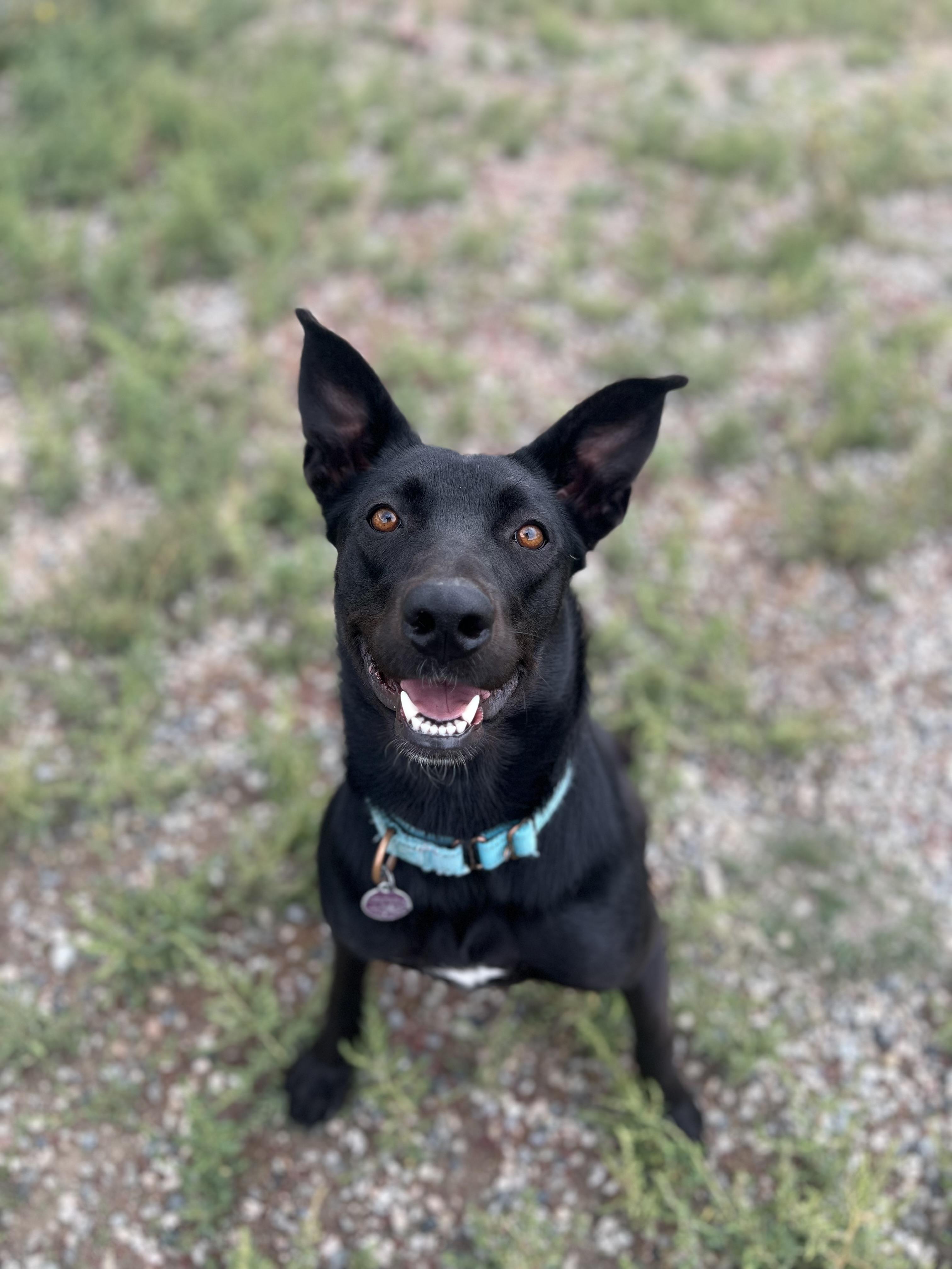 Freya, a Adoptable mixed breed in Buena Vista, CO image 3/3