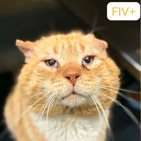 Enlarge Sonny, a Adoptable Domestic Short Hair in Concord, NC image 2/4