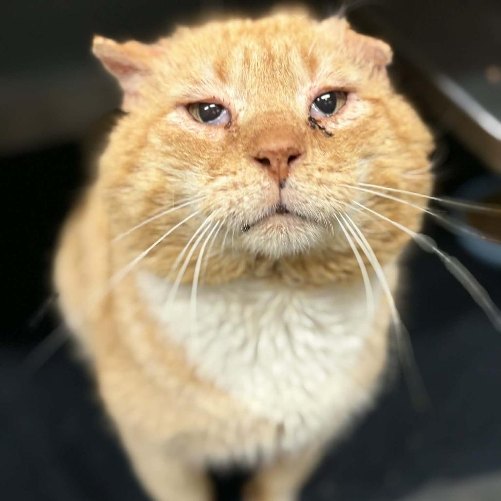 Enlarge Sonny, a Adoptable Domestic Short Hair in Concord, NC image 3/4