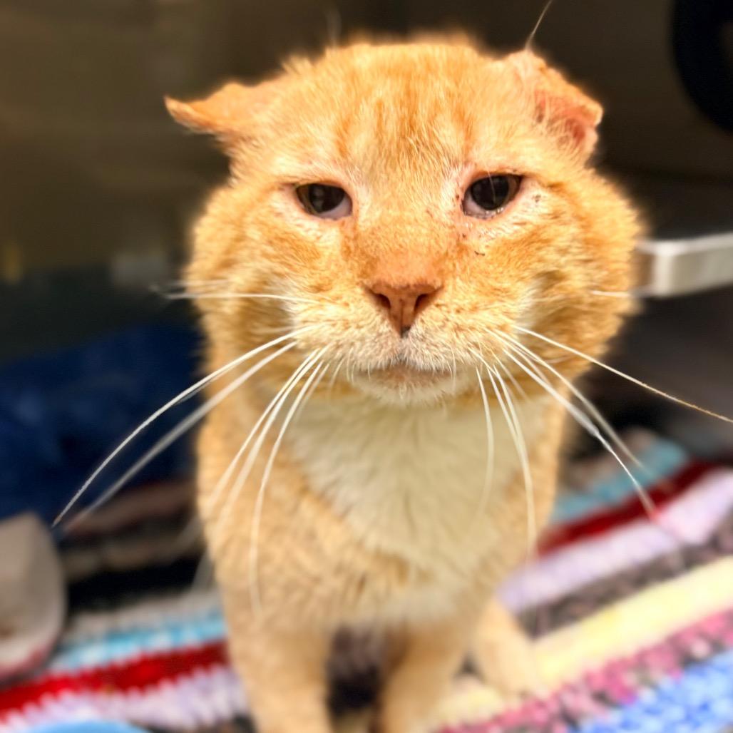 Enlarge Sonny, a Adoptable Domestic Short Hair in Concord, NC image 4/4