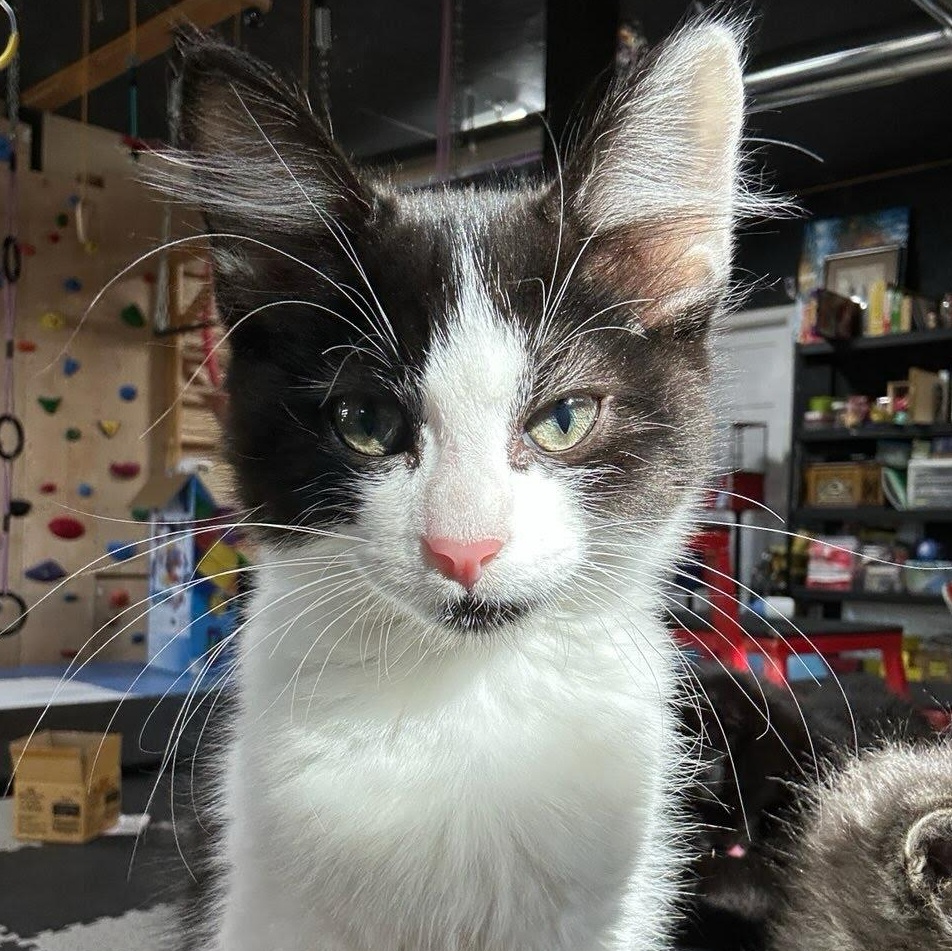 Snowball