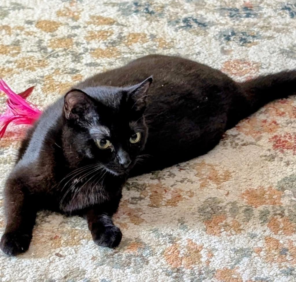 Raven, Adoptable, Young Female Domestic Short Hair.