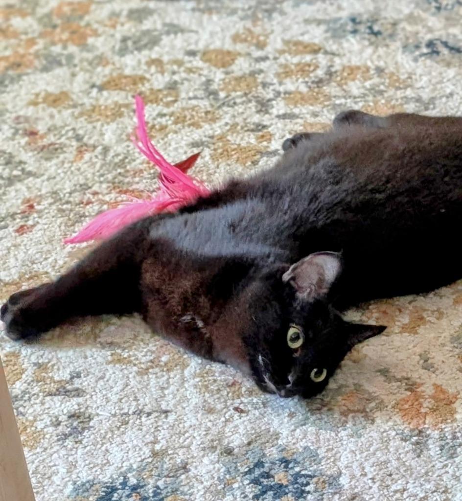 Raven, a Adoptable mixed breed in Olathe, KS image 3/6