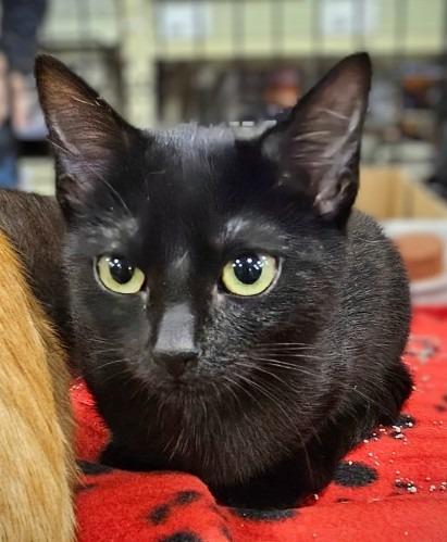 Raven, a Adoptable mixed breed in Olathe, KS image 4/6