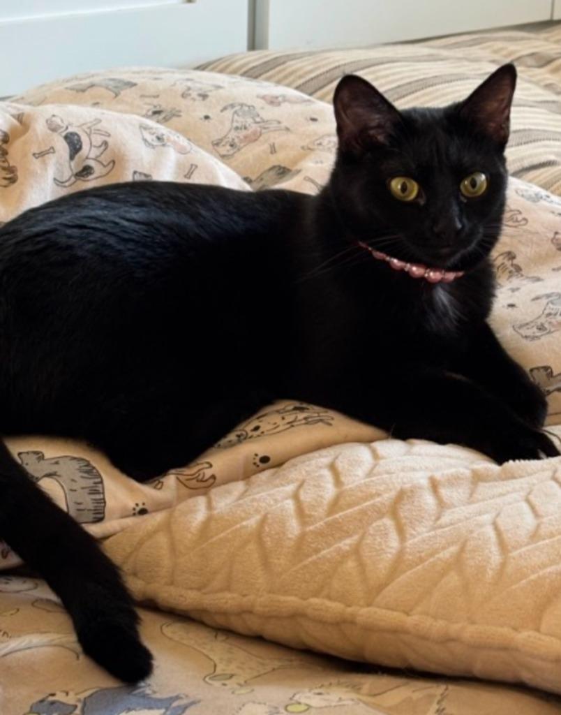 Raven, a Adoptable mixed breed in Olathe, KS image 5/6