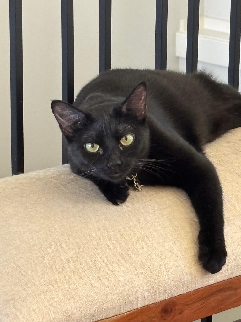Raven, a Adoptable mixed breed in Olathe, KS image 6/6