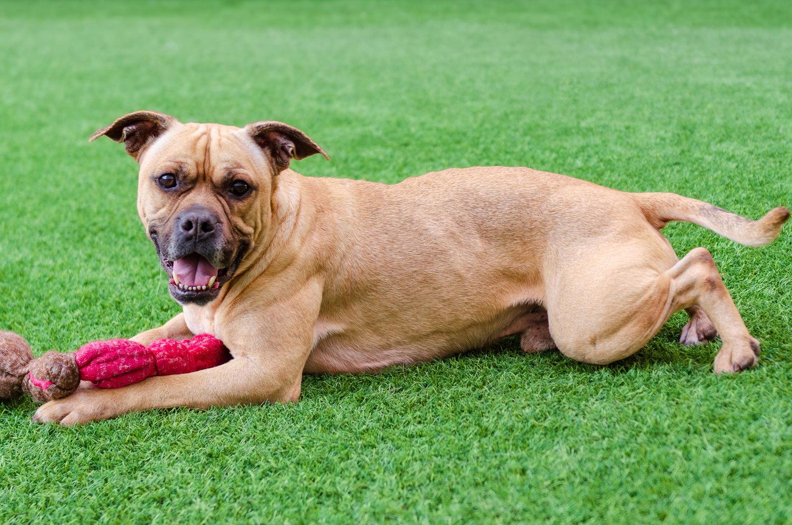 Enlarge Basil, a Adoptable mixed breed in Burlingame, CA image 1/3