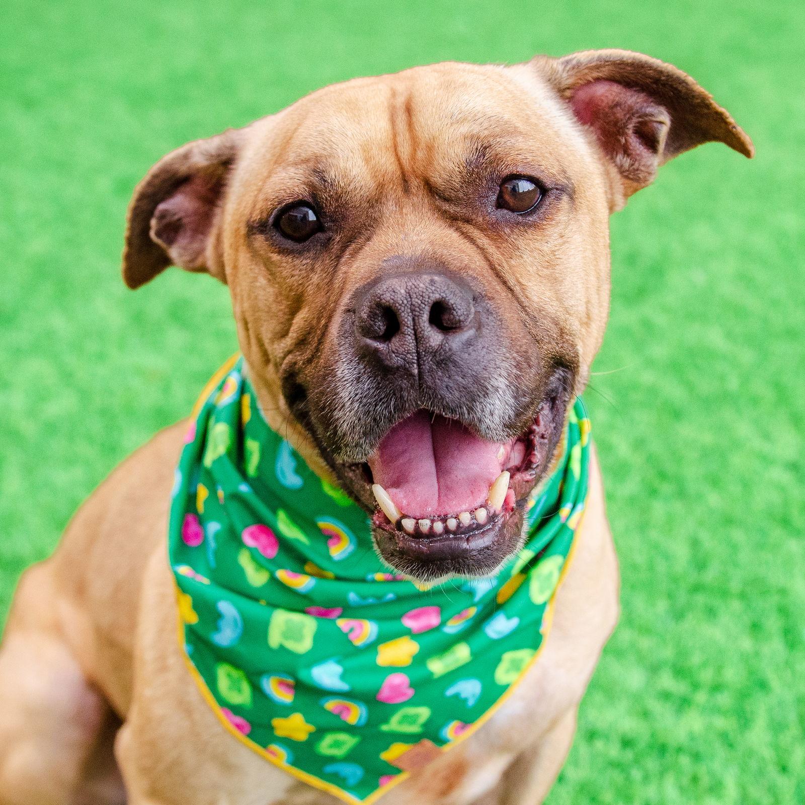 Enlarge Basil, a Adoptable mixed breed in Burlingame, CA image 2/3