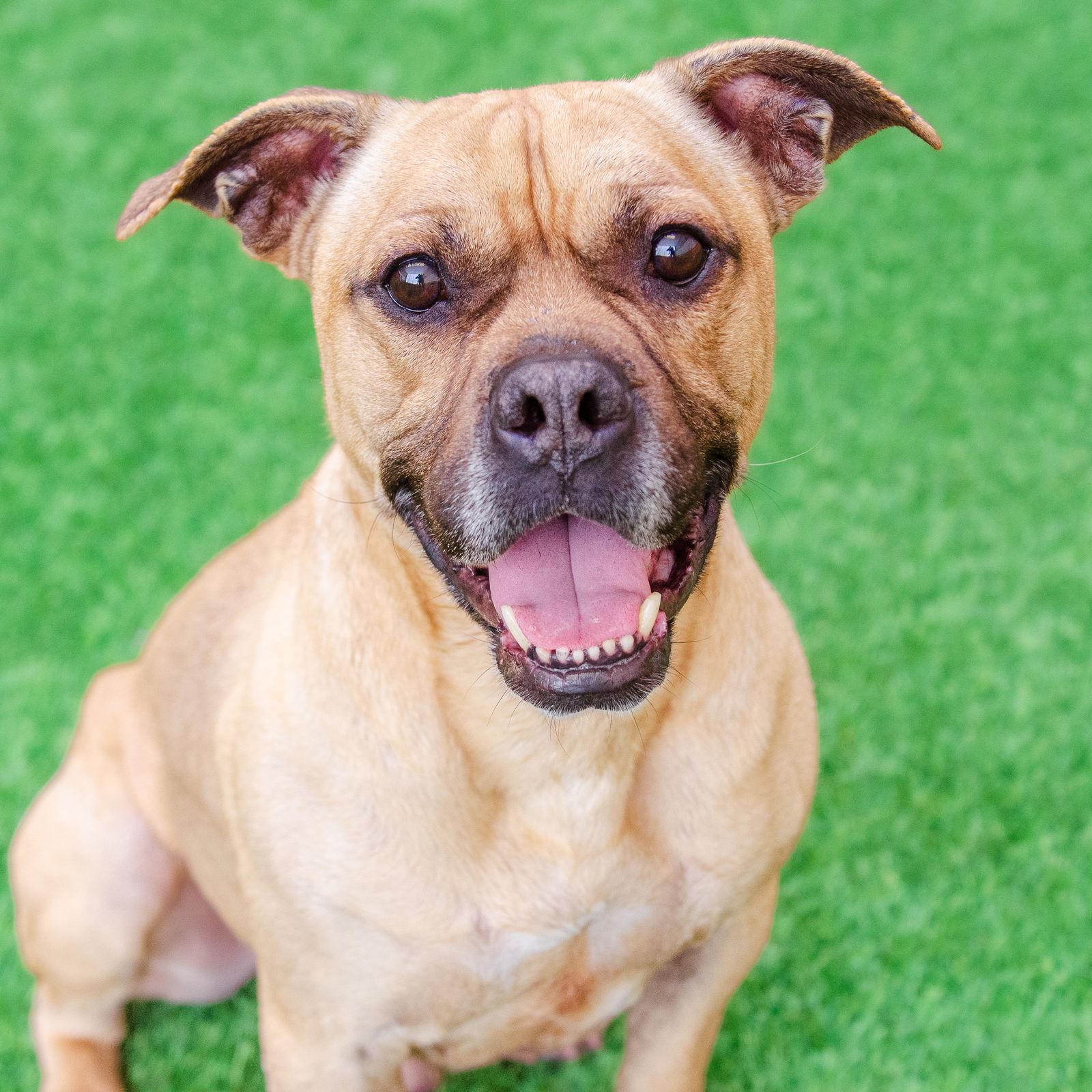 Enlarge Basil, a Adoptable mixed breed in Burlingame, CA image 3/3