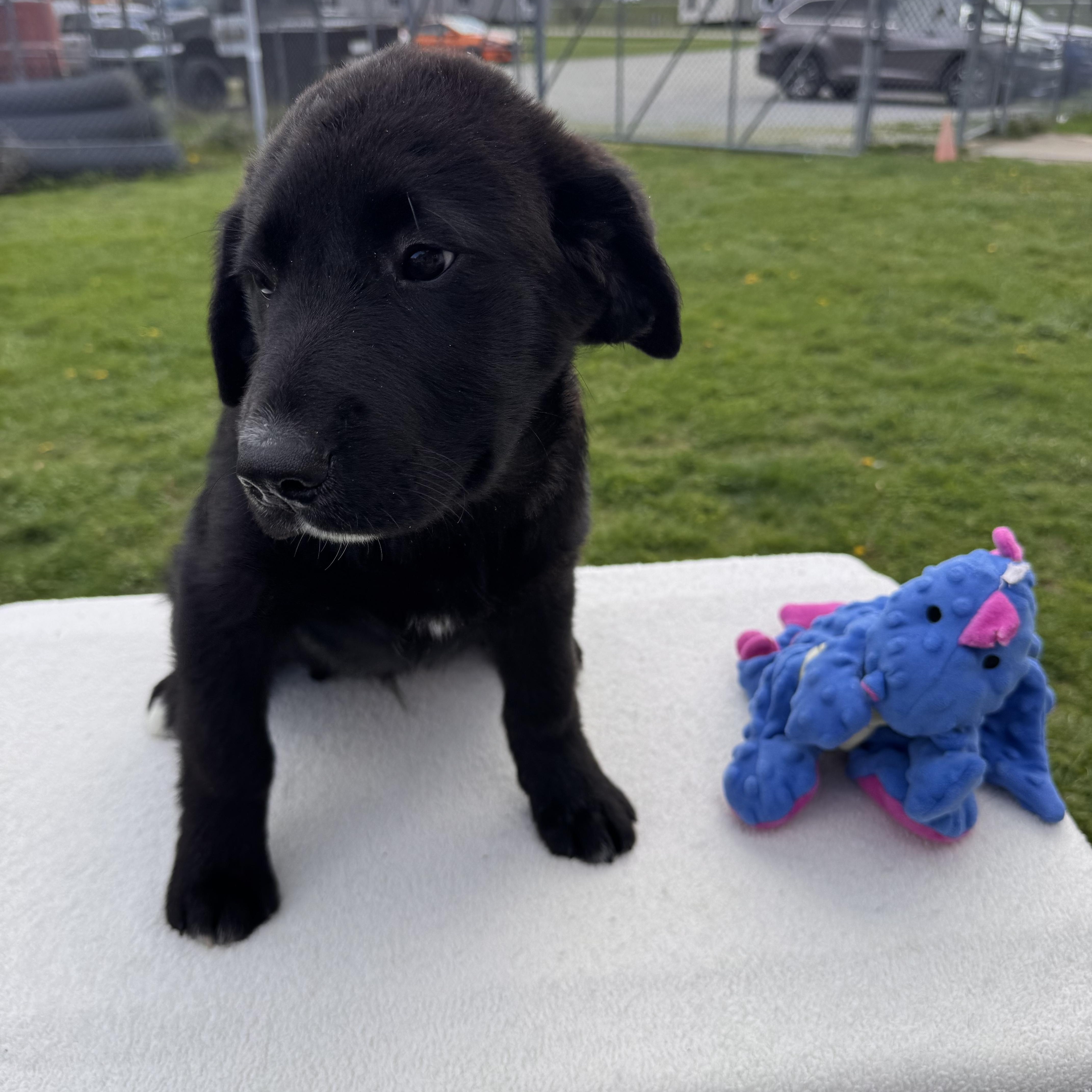Cadbury, ADOPTABLE, Puppy Male Border Collie.
