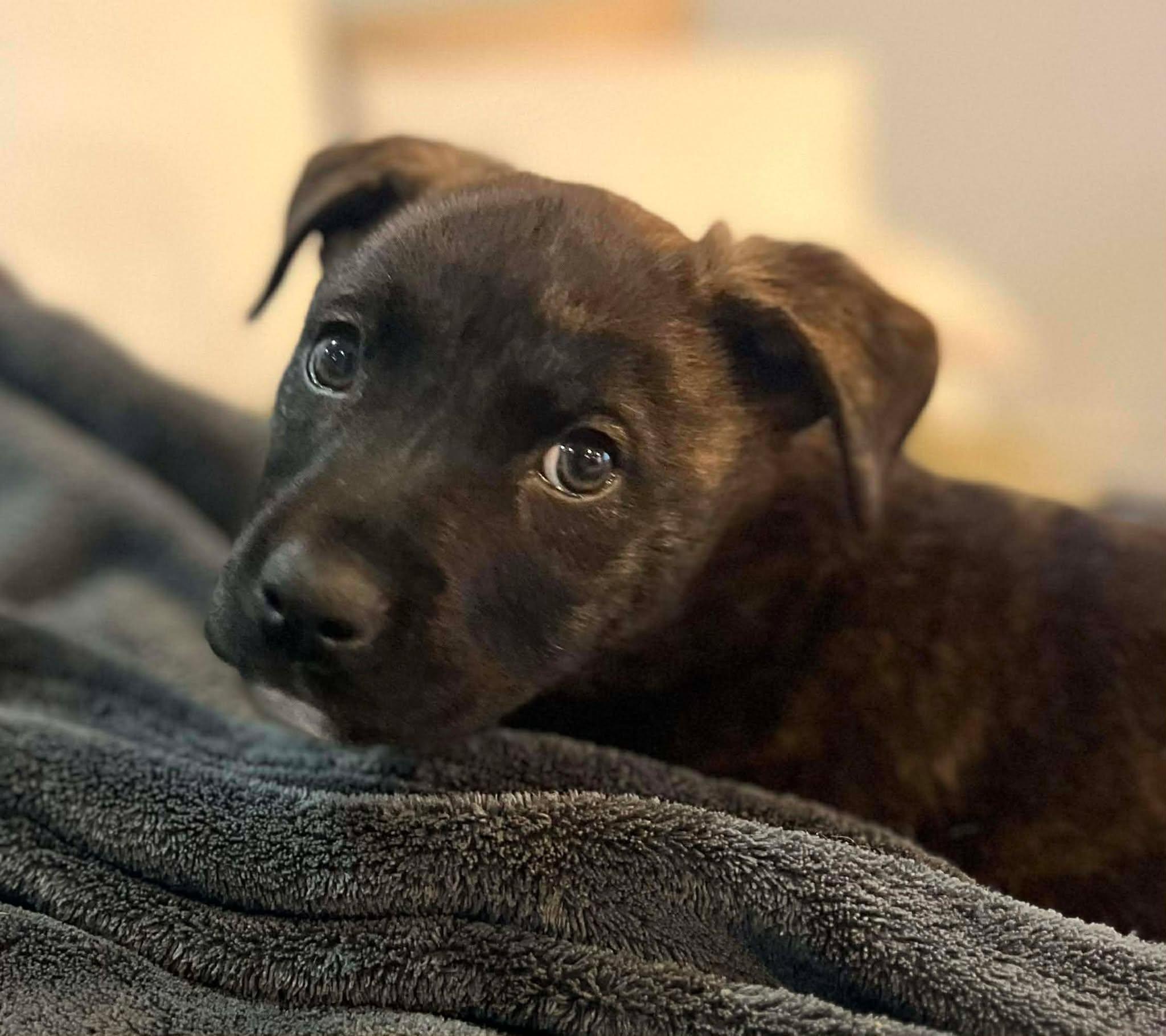 Enlarge Snoopy, an adopted Mixed Breed in Rochester , NY image 2/6