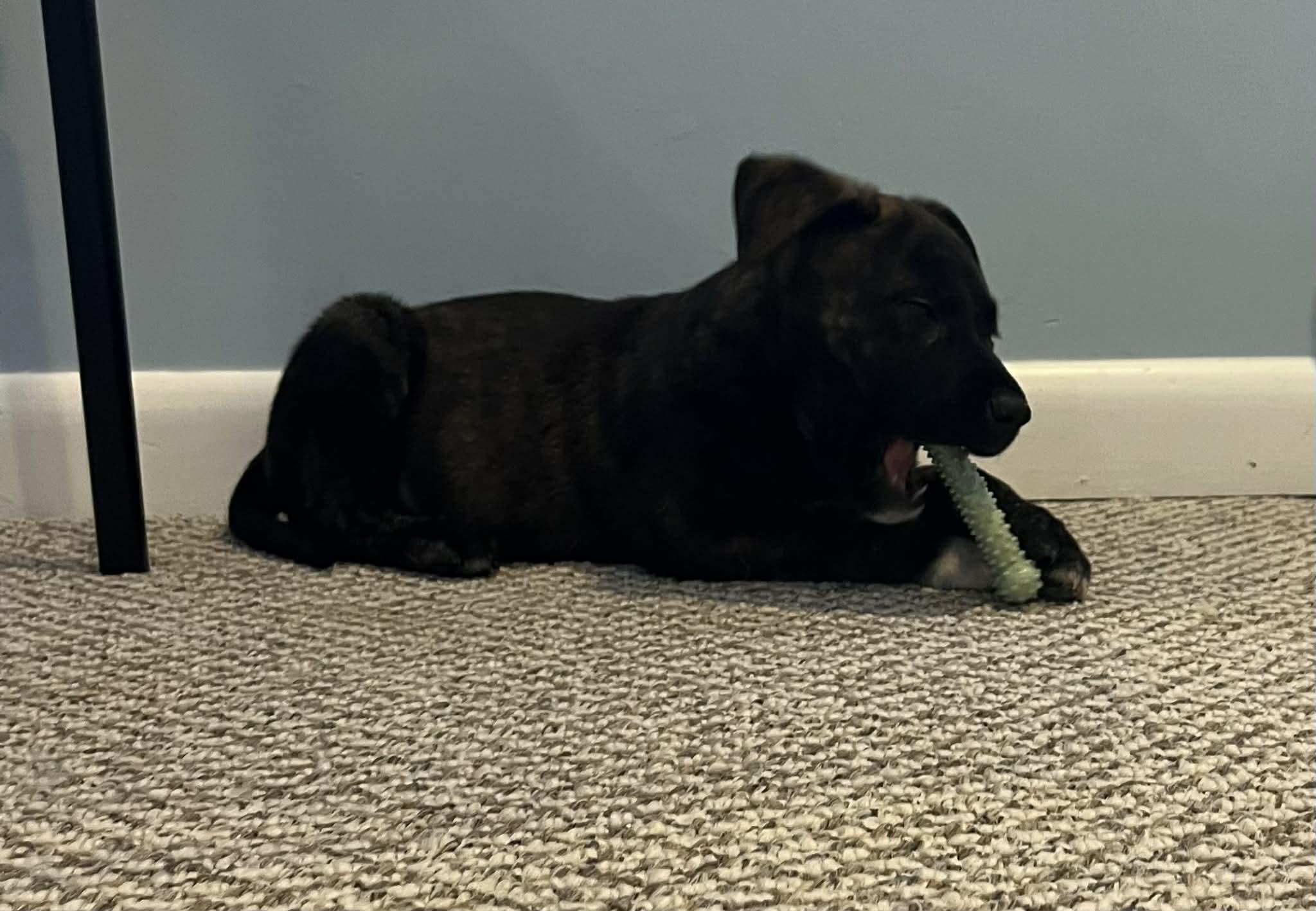 Enlarge Snoopy, an adopted Mixed Breed in Rochester , NY image 6/6