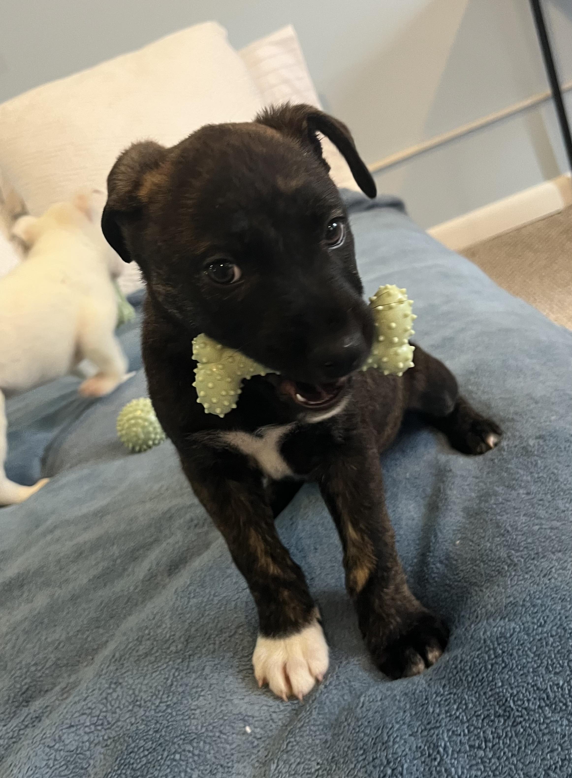 Enlarge Snoopy, an adopted Mixed Breed in Rochester , NY image 4/6