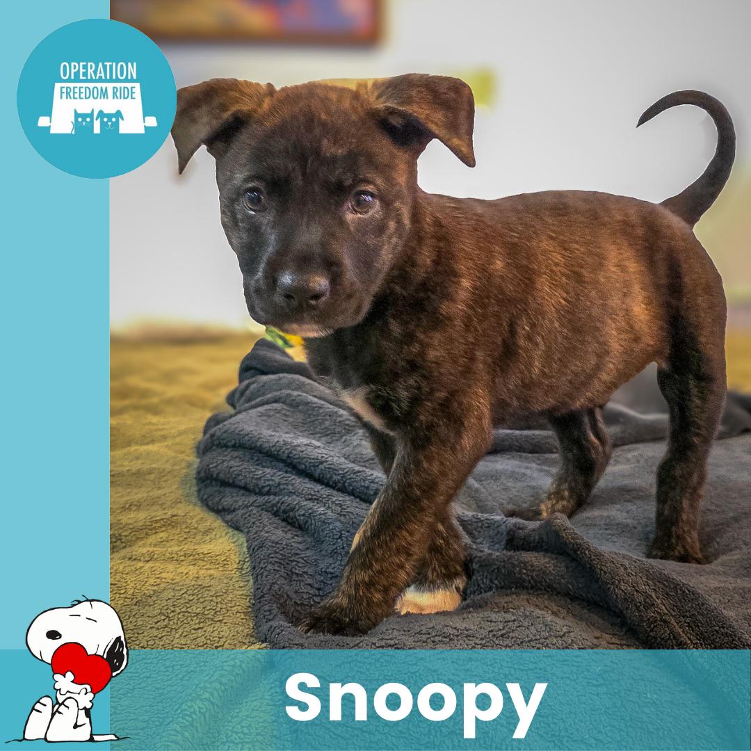 Enlarge Snoopy, an adopted Mixed Breed in Rochester , NY image 1/6