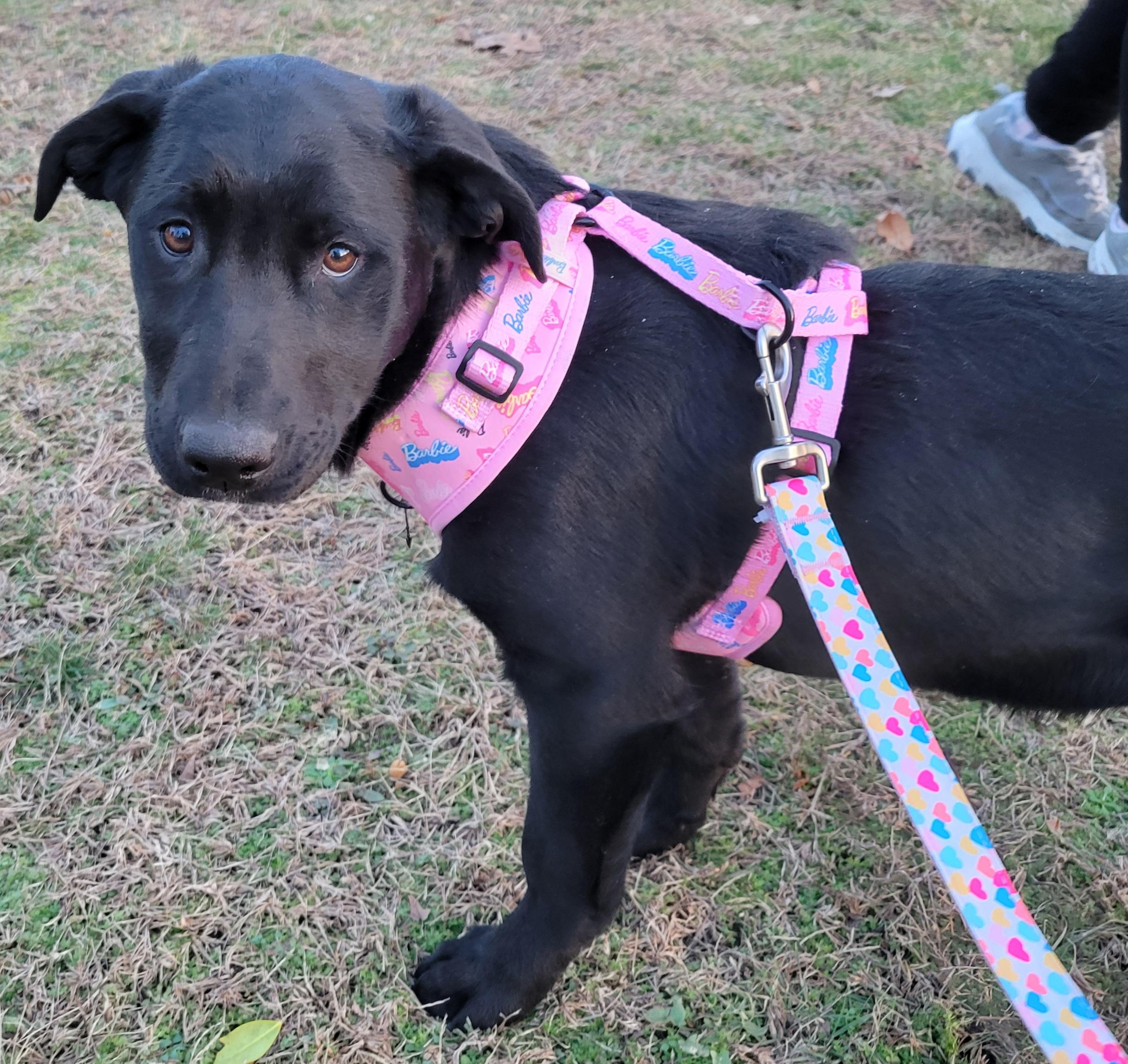 Enlarge Angel , a Adoptable mixed breed in Elwood, NJ image 1/2