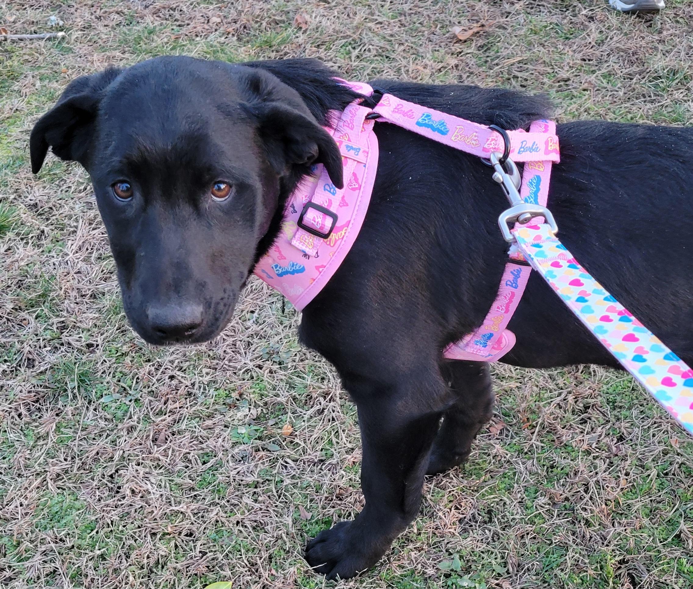 Enlarge Angel , a Adoptable mixed breed in Elwood, NJ image 2/2