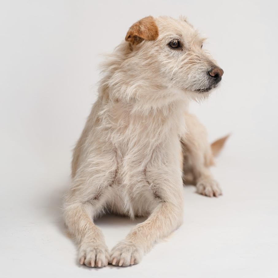 Enlarge Bimba, a Adopted mixed breed in Tumwater, WA image 4/6