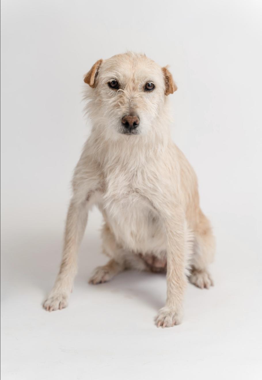 Enlarge Bimba, a Adopted mixed breed in Tumwater, WA image 2/6