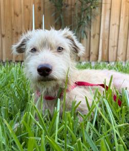Milkshake, Adoptable, Young Female Miniature Poodle & Wheaten Terrier.