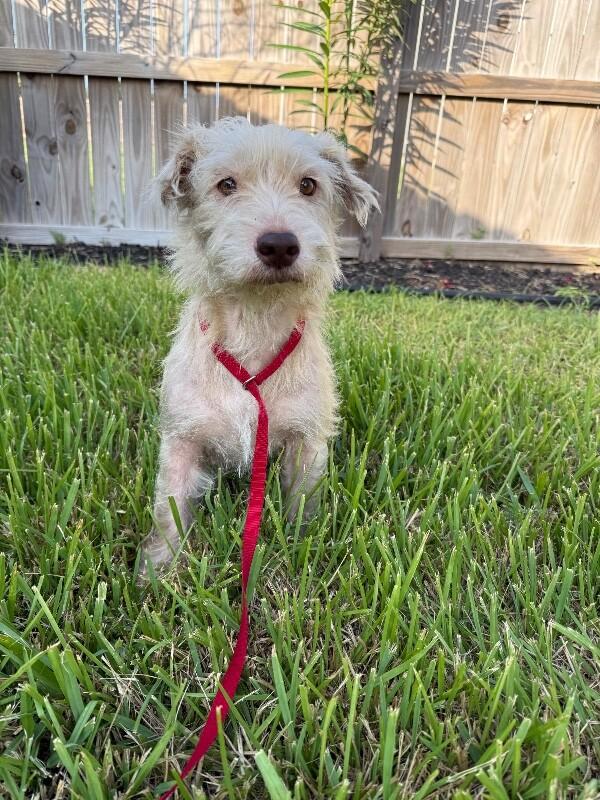 Milkshake, a Adoptable mixed breed in Boulder, CO image 2/3