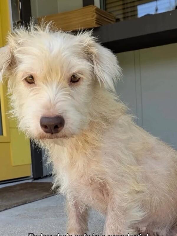Milkshake, a Adoptable mixed breed in Boulder, CO image 3/3