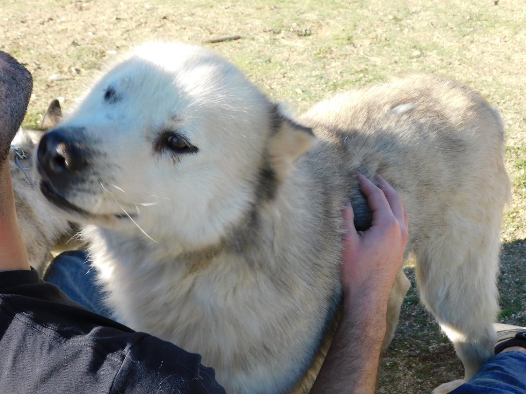 KASKAE, Adoptable, Adult Male Siberian Husky.