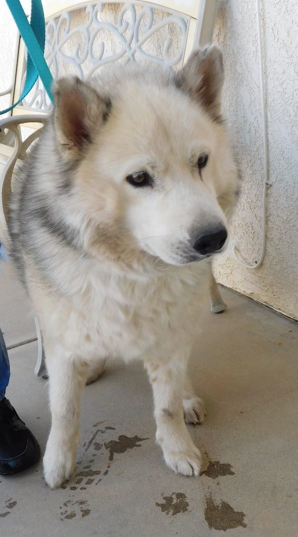 KASKAE, a Adoptable Siberian Husky in Valencia, CA image 2/6