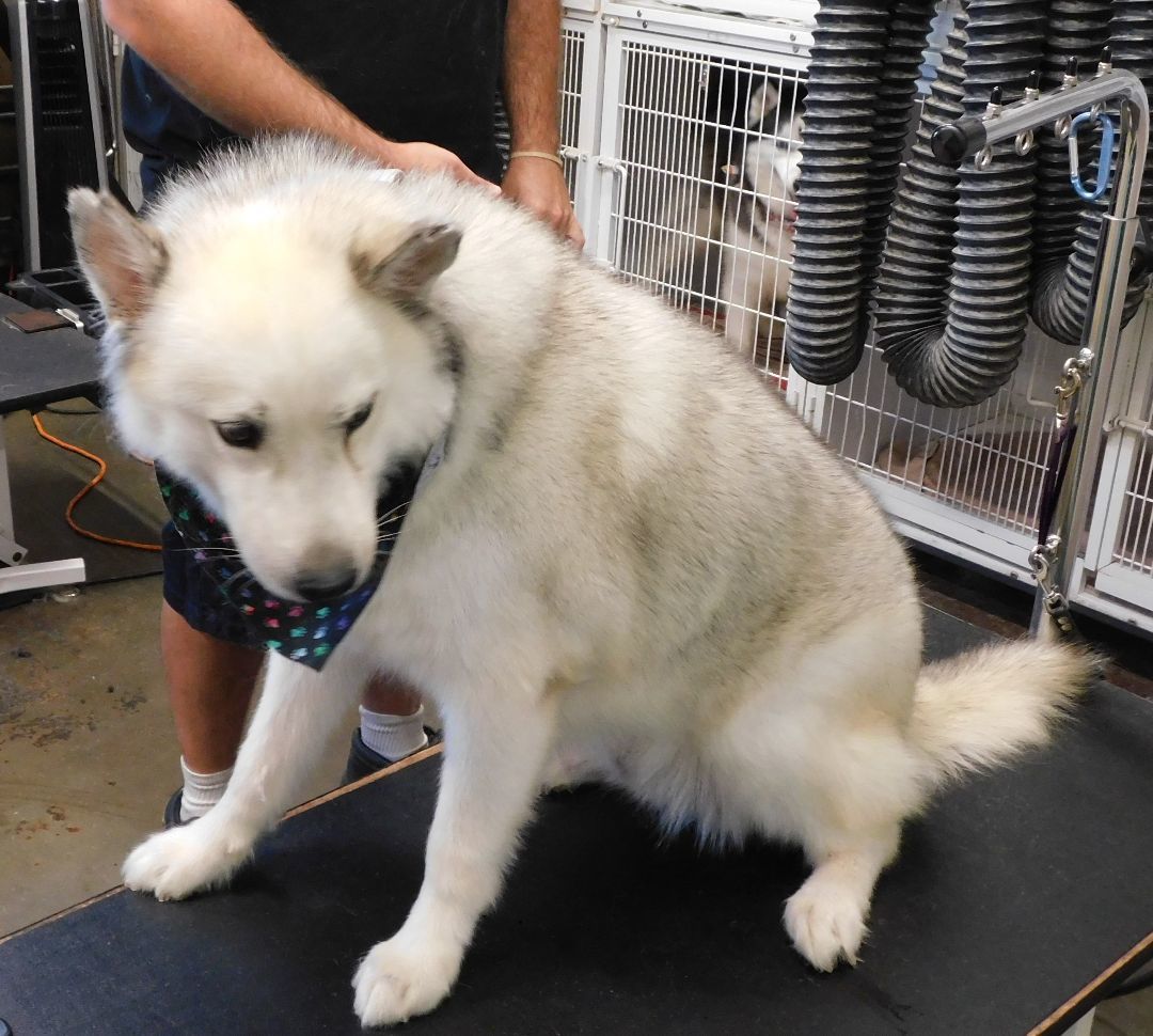 KASKAE, a Adoptable Siberian Husky in Valencia, CA image 3/6