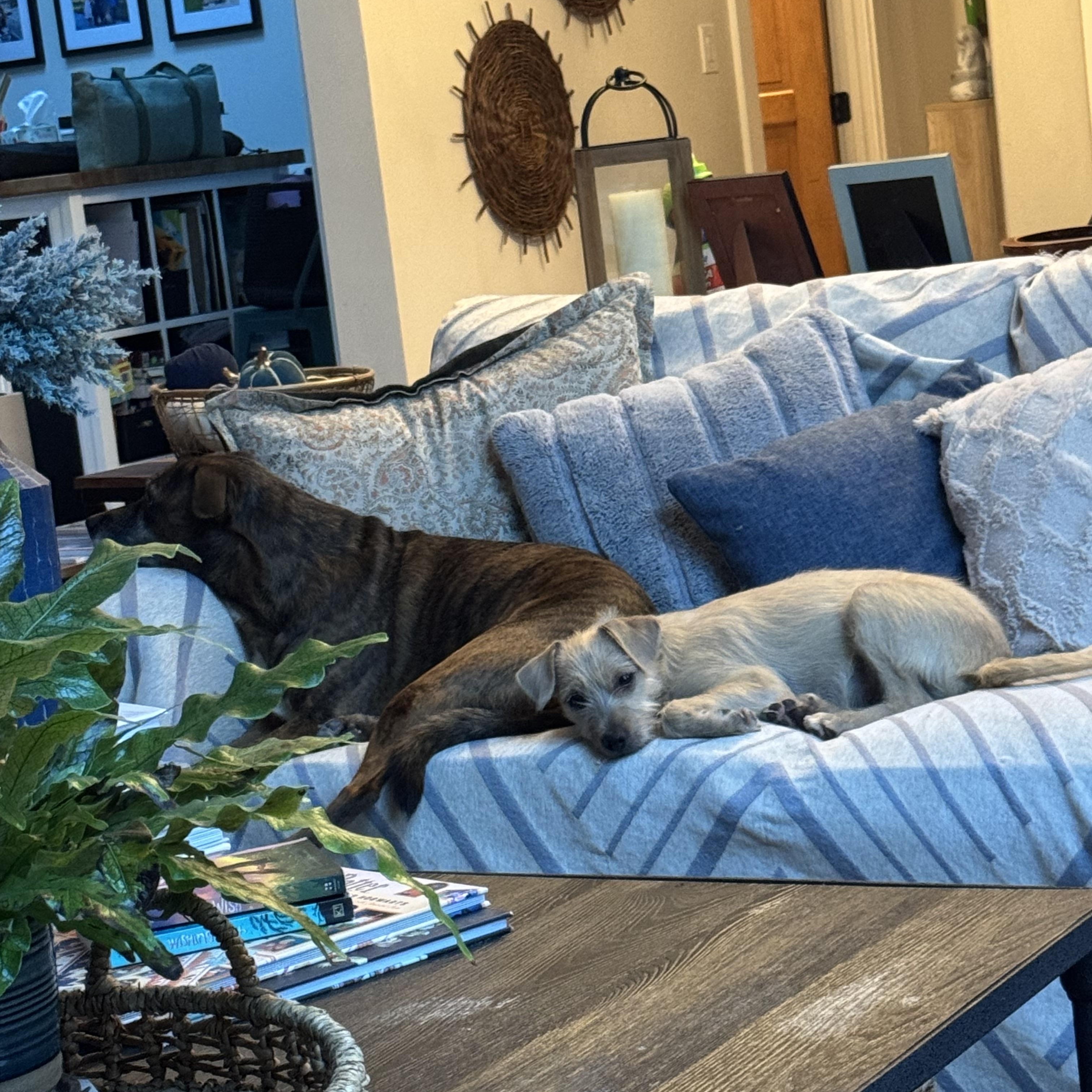 Jinu, Adoptable, Puppy Male Wirehaired Terrier & Chihuahua.