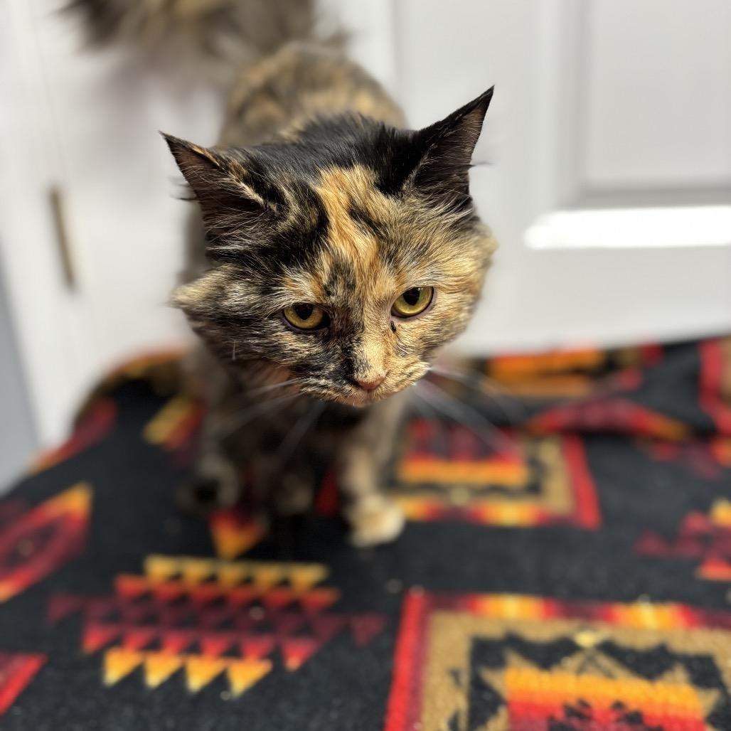 Genevieve thumbnail 3