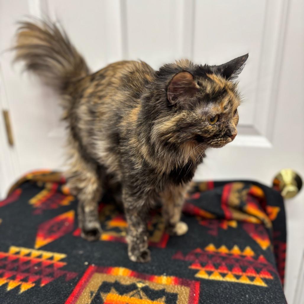 Genevieve thumbnail 4