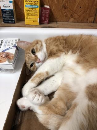 Paris, Adoptable, Senior Female Domestic Short Hair & Domestic Short Hair.