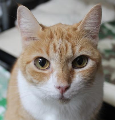 Paris, Adoptable, Senior Female Domestic Short Hair & Domestic Short Hair.