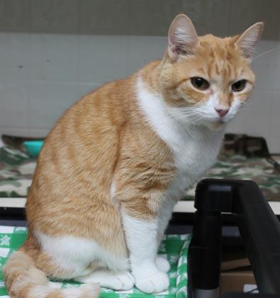 Enlarge Paris, a Adoptable Domestic Short Hair in River Ridge, LA image 2/3