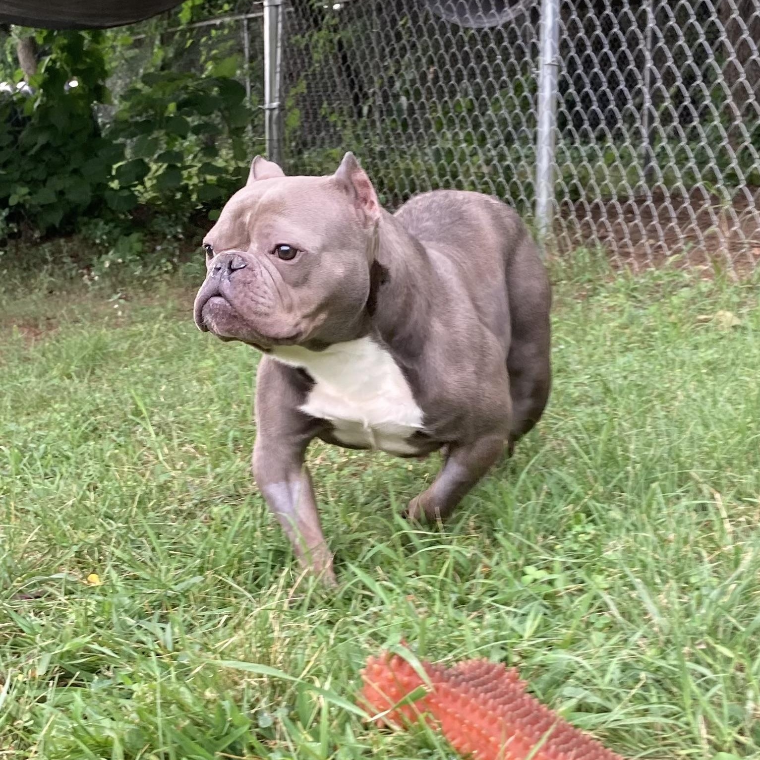 Enlarge Niblet, a ADOPTABLE Mixed Breed in Mishawaka, IN image 6/6