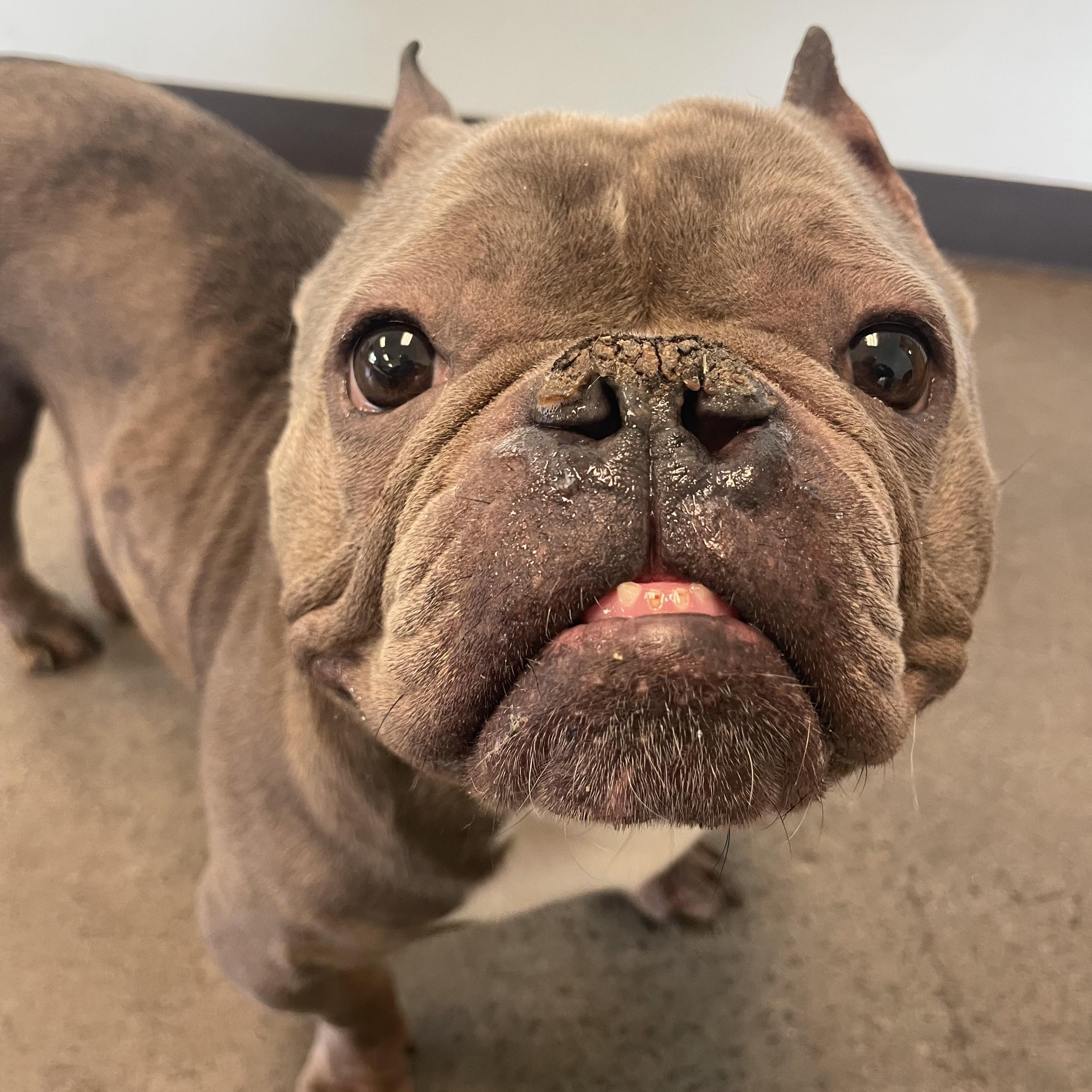 Enlarge Niblet, a ADOPTABLE Mixed Breed in Mishawaka, IN image 3/6