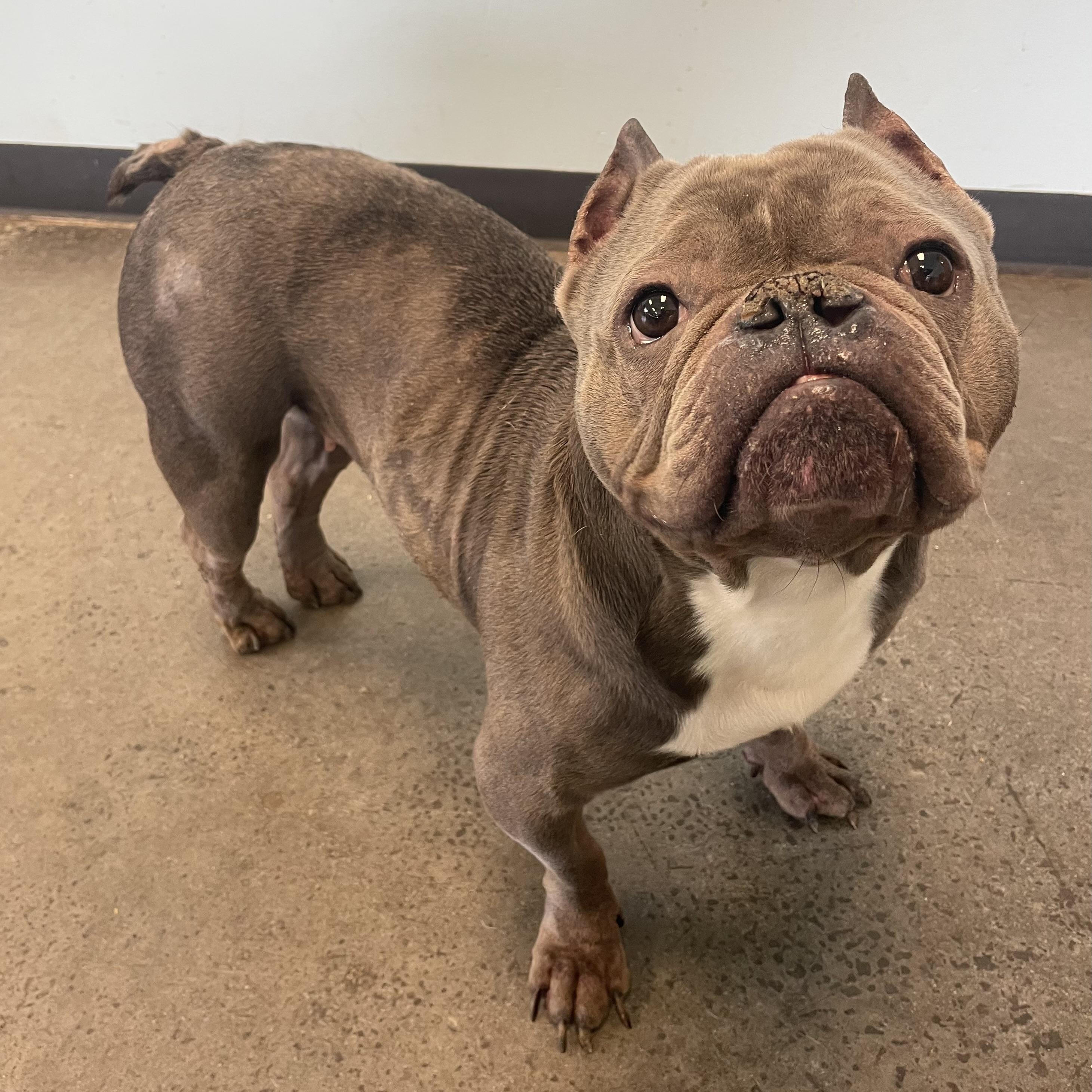 Enlarge Niblet, a ADOPTABLE Mixed Breed in Mishawaka, IN image 2/6
