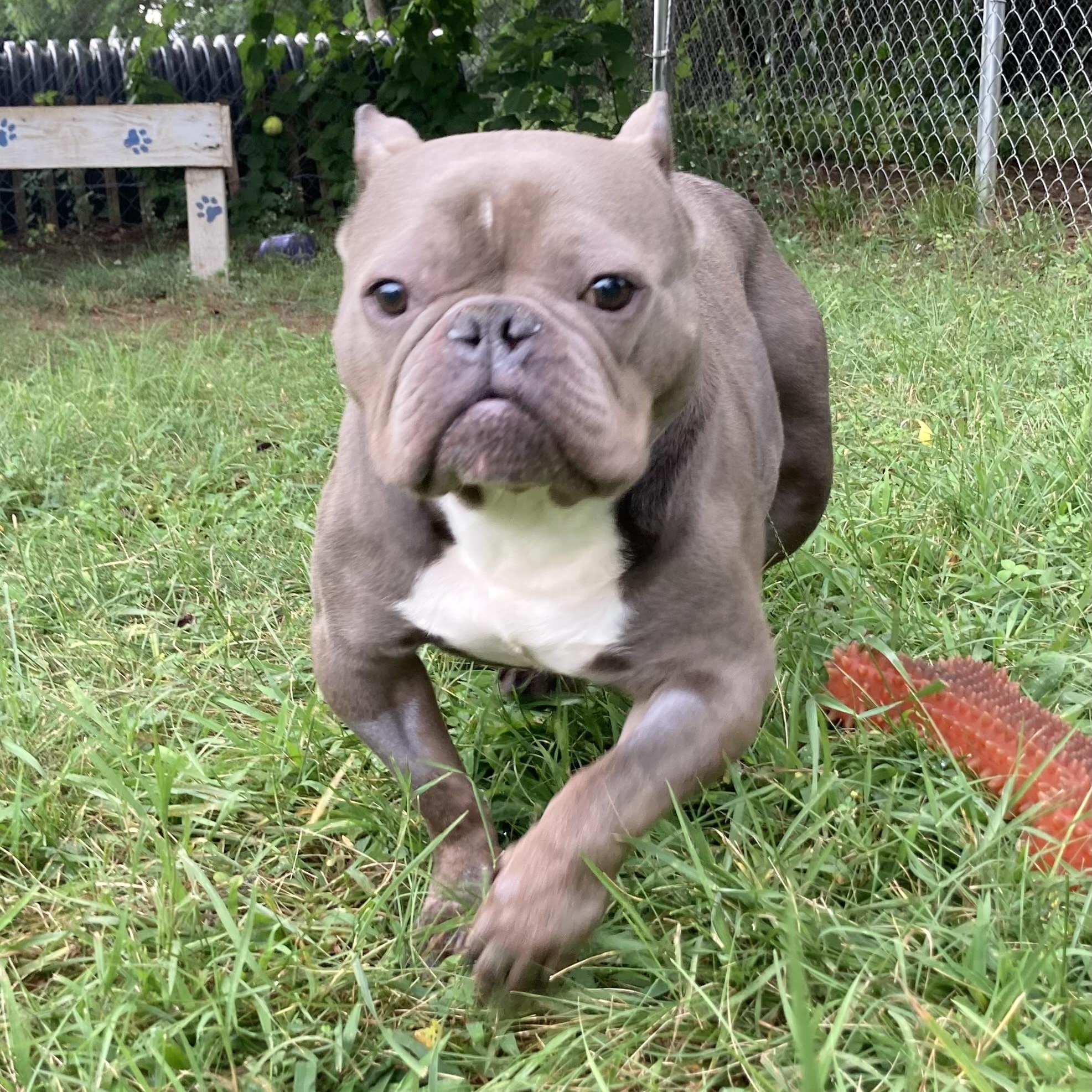 Enlarge Niblet, a ADOPTABLE Mixed Breed in Mishawaka, IN image 5/6