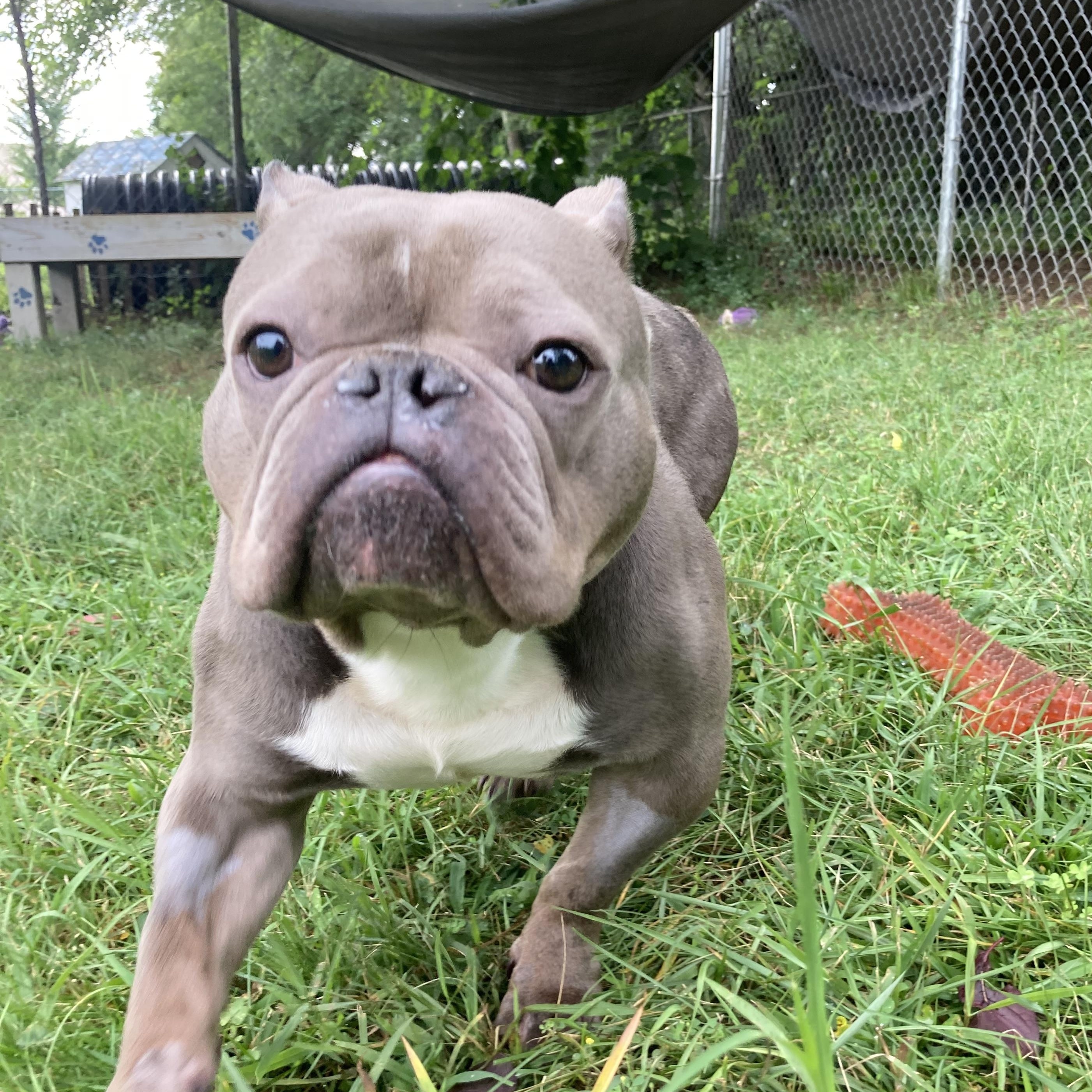 Enlarge Niblet, a ADOPTABLE Mixed Breed in Mishawaka, IN image 4/6