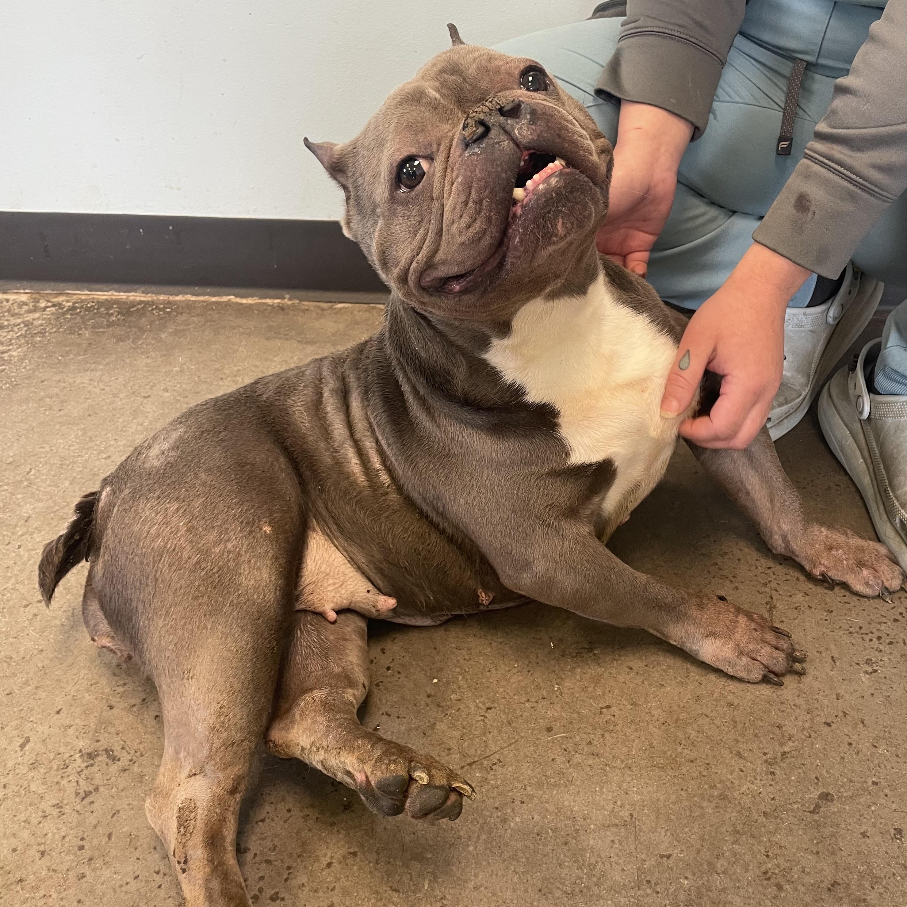 Niblet, ADOPTABLE, Adult Female Mixed Breed.