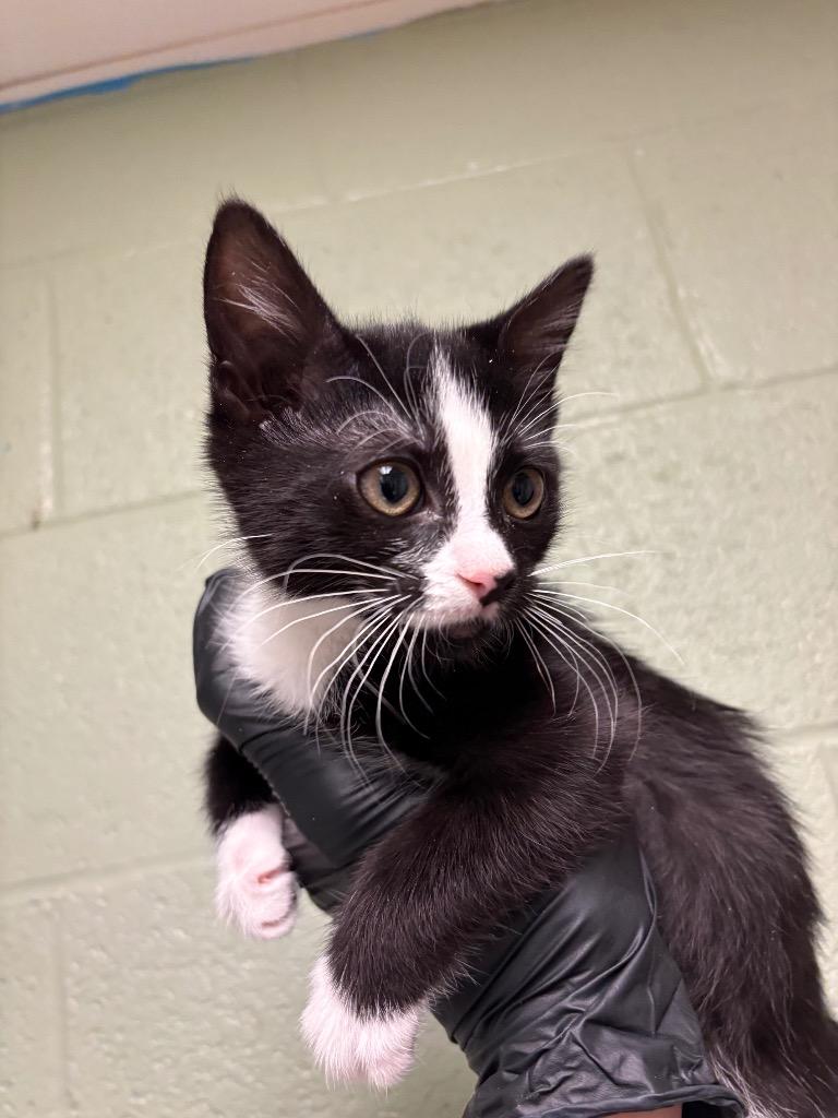 Poppy, ADOPTABLE, Kitten • Female, American Bobtail.