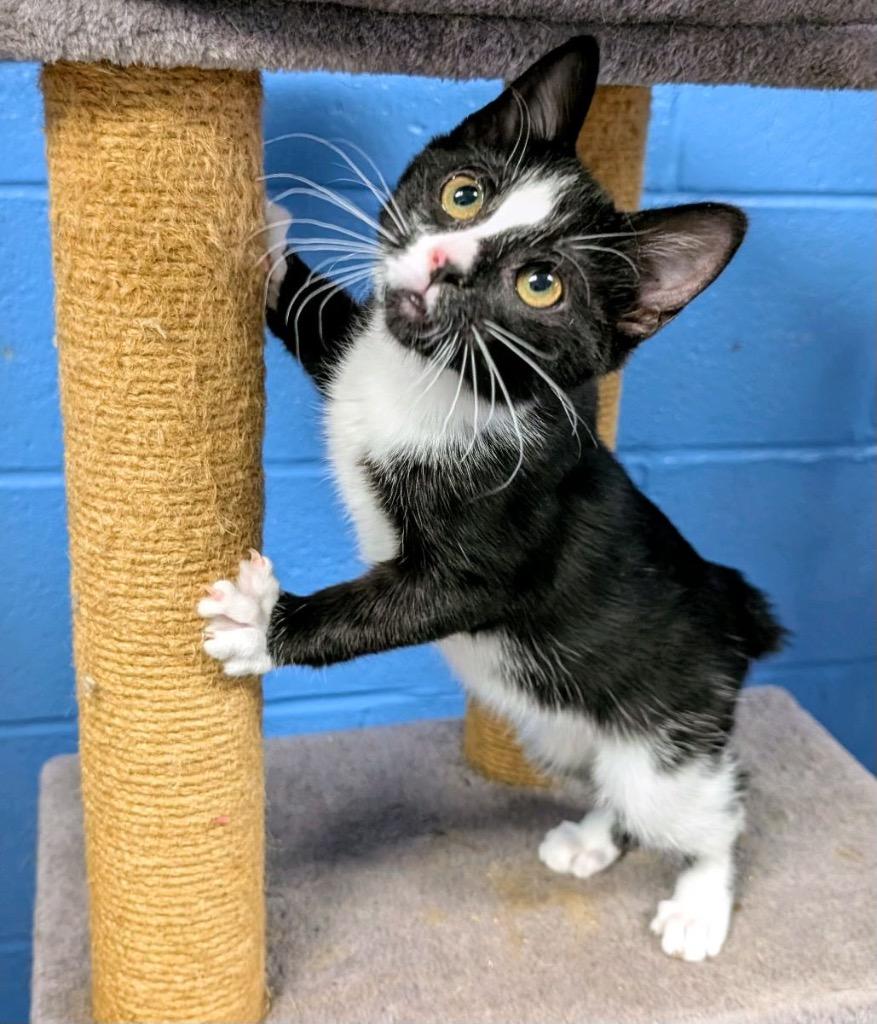 Enlarge Poppy, a Adoptable American Bobtail in Ellijay, GA image 2/3