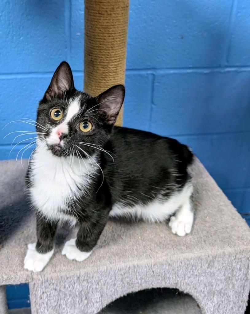 Enlarge Poppy, a Adoptable American Bobtail in Ellijay, GA image 3/3