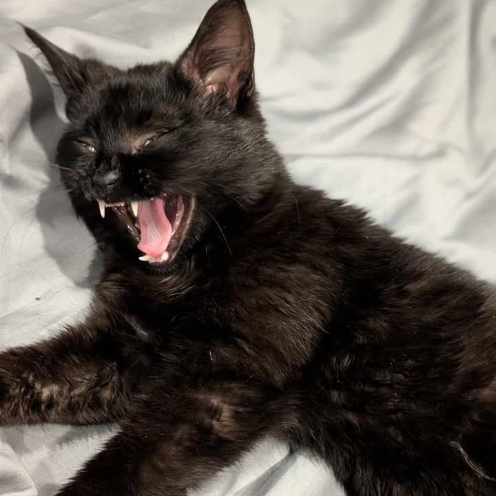 Enlarge Lumi, a Adoptable Domestic Medium Hair in Buchanan Dam, TX image 1/4