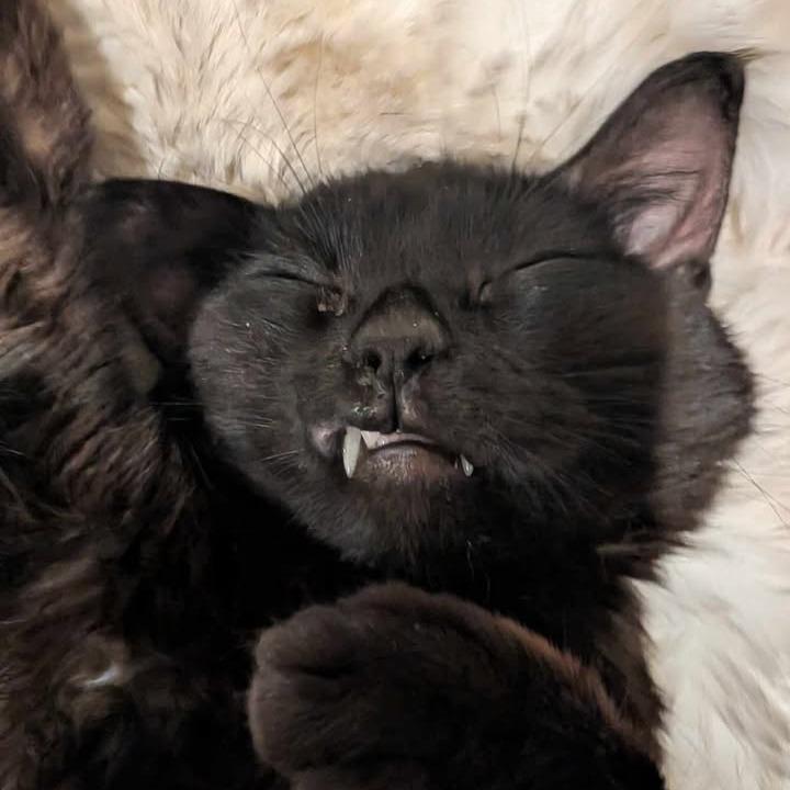 Enlarge Lumi, a Adoptable Domestic Medium Hair in Buchanan Dam, TX image 2/4