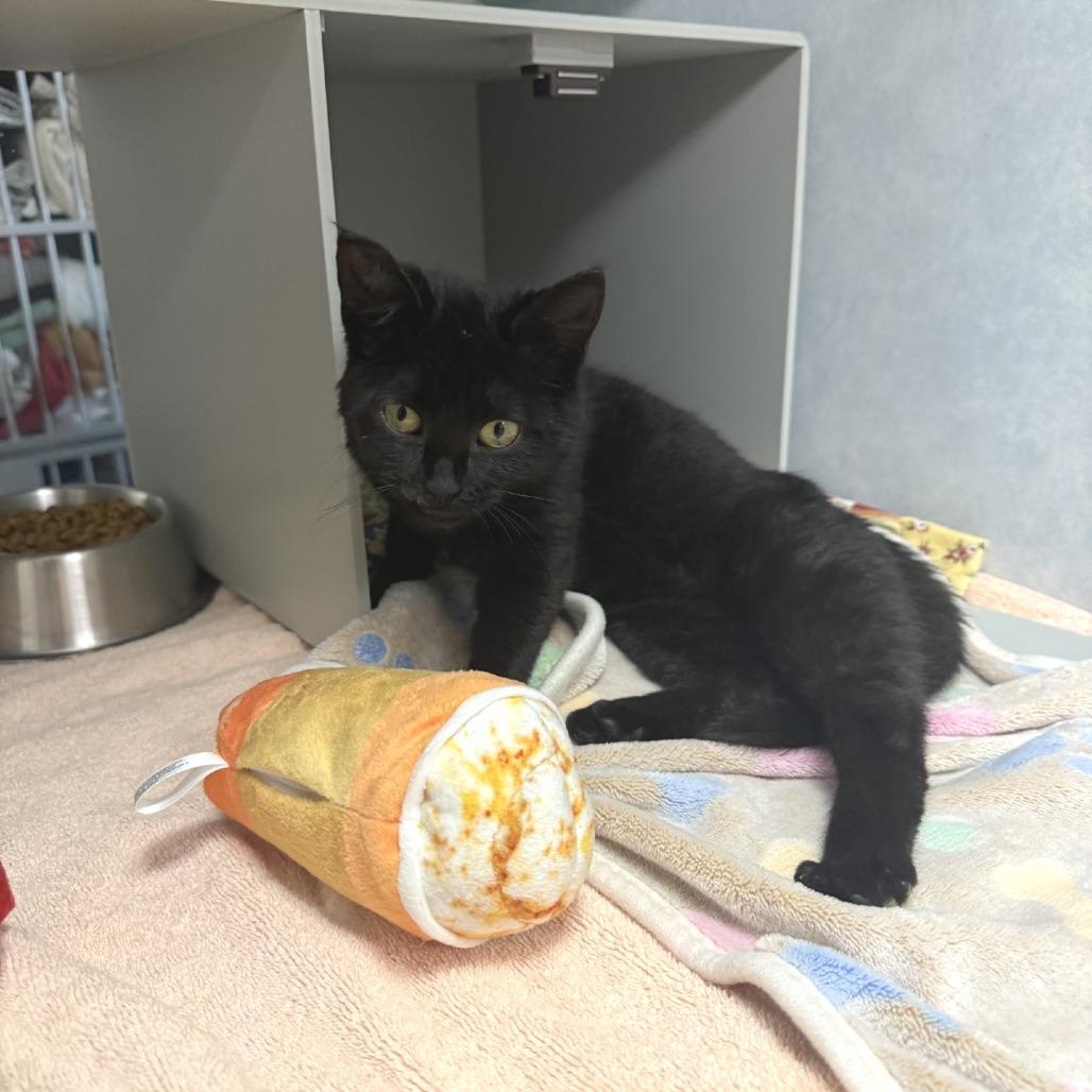 Enlarge Lumi, a Adoptable Domestic Medium Hair in Buchanan Dam, TX image 3/4