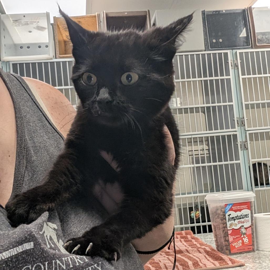 Enlarge Lumi, a Adoptable Domestic Medium Hair in Buchanan Dam, TX image 4/4