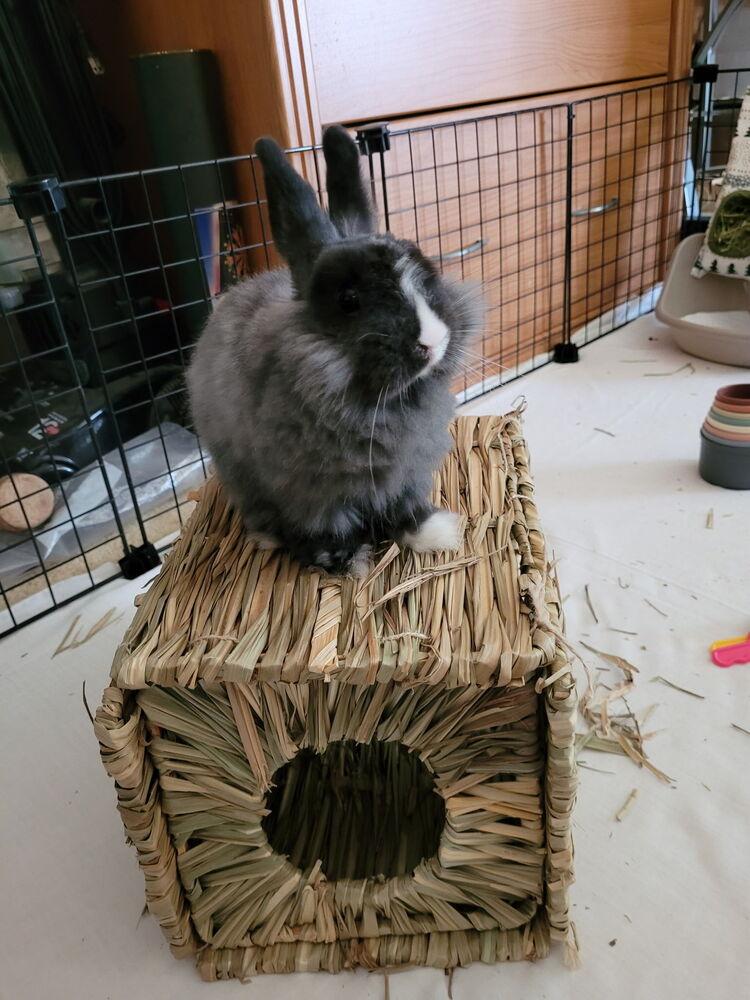 Bebe, Adopted, Baby Male Netherland Dwarf & Dutch.
